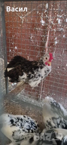 Млади петлета , снимка 8 - други­ - 51004870