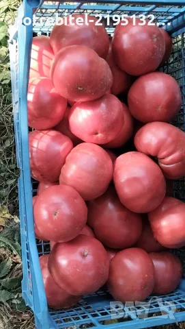 Розов Селски не хибриден домат, снимка 3 - Домашни продукти - 55730136