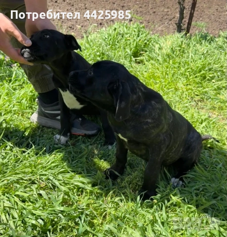 Cane Corso , снимка 9 - Кане корсо - 54327985