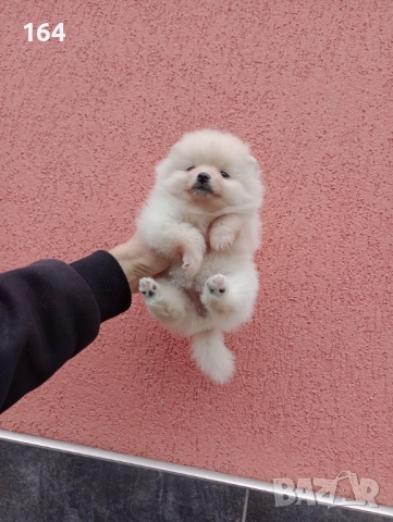 Померани. Момичета. Снимки от 23.12.25 г., снимка 6 - Померан - 52884301