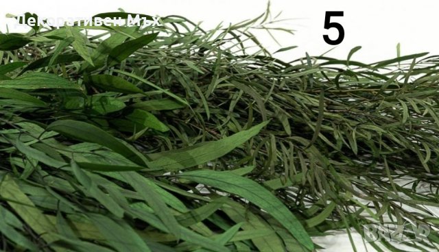 Стабилизирани естествени растения и листа - декорация, украса, арт., снимка 10 - Декорация за дома - 31836958