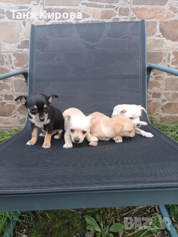 Малки пинчерчета, снимка 8 - Пинчер - 52975157