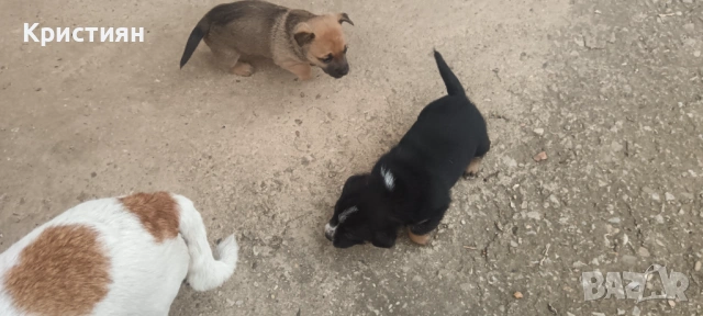 Подарявам три малки кученца , снимка 4 - Джак ръсел териер - 53948675