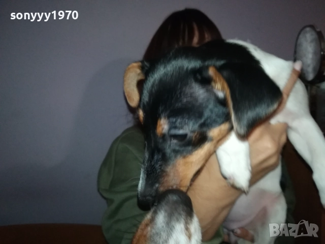 ВНУЧКА НА СНУПИ,ДЪЩЕРЯ НА ДЖАК ОТ ВИДИН 0412251506, снимка 4 - Джак ръсел териер - 52651296