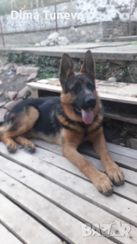Немска Овчарка , снимка 1