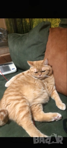 Продавам британец за разплод или за домашен любимец, снимка 8 - Британска късокосместа - 51553904