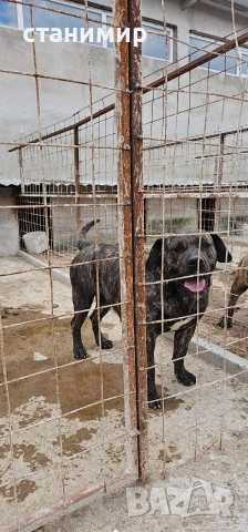 млади кучета, снимка 3 - Други - 54254500