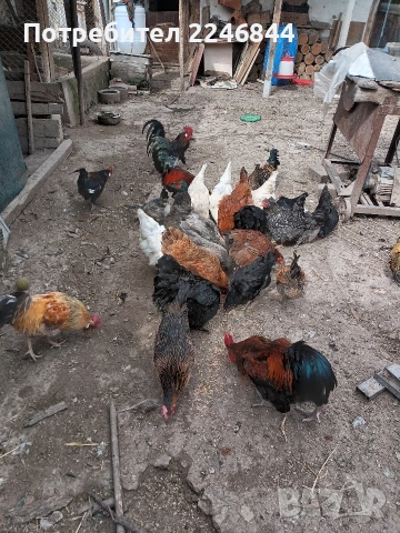 Продавам декоративни петли и кокошки, снимка 3 - Кокошки и пуйки - 53910046