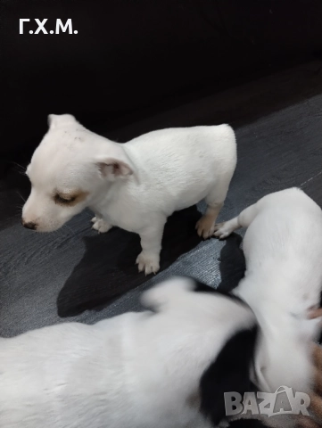 Джак ръсел , снимка 15 - Джак ръсел териер - 52470681