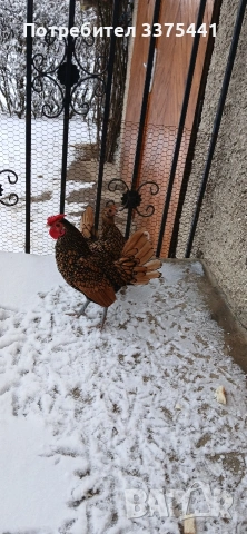 предлгам яйца за разплод от златен зибрайт , снимка 2 - Кокошки и пуйки - 54102636