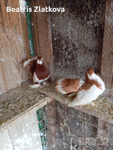 продавам гълъби, снимка 6 - Гълъби - 53924309