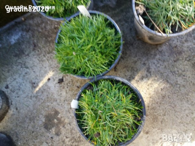 Армерия вечнозелена , снимка 3 - Градински цветя и растения - 27586418