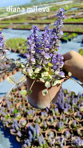 АЮГА ПЪСТРОЛИСТНА, Ajuga ‘Burgundy Glow’, студоустойчива, почвопокривна, снимка 7 - Градински цветя и растения - 46793376