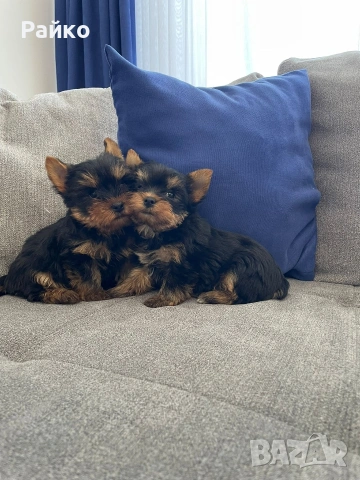 мини йоркширски териер, снимка 3 - Йоркширски териер - 54119104