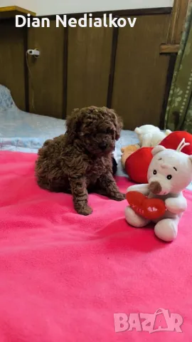 Той пуделче - родословни родители , снимка 2 - Пудели - 47659553