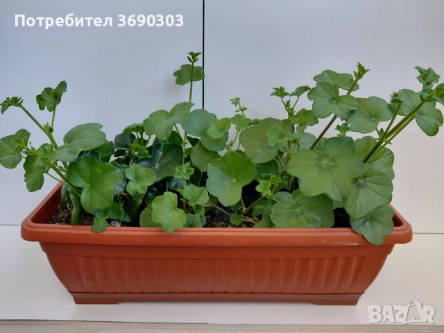 Домашно сакъзче в сандъче с пъпки 12 евро, не е хибридно