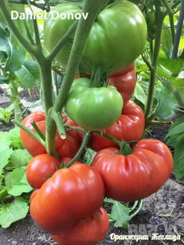 КАТАЛОГ РАЗСАДИ ПРОЛЕТ-ЛЯТО 2026, снимка 3 - Разсади - 52473586