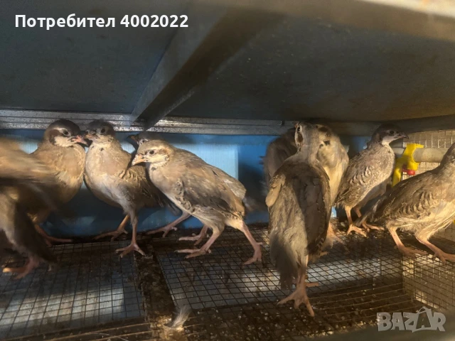 Фазани и кеклици, снимка 2 - Други - 51012673