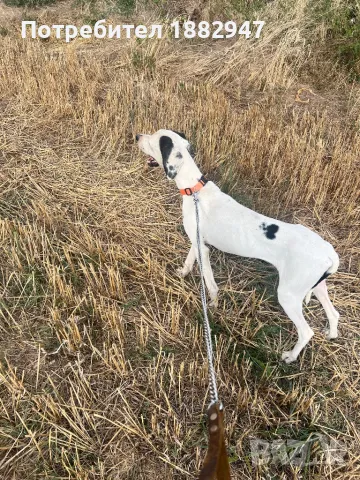 Английски пойнтер, снимка 6 - Пойнтер - 47344833