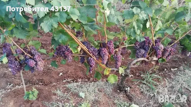 ПРОДАВАМ ГРОЗДЕ В ГР.ТОПОЛОВГРАД сортове Памид, Мерло, Каберне Совиньон, Ркацители, снимка 4 - Други - 55873307