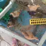 Продавам орпингтони и павловска на 1 месец, снимка 2