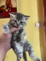 Британски късокосмести, снимка 15