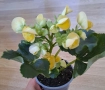 Три цвята бегония , снимка 2