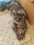 котенца Мейн Куун, снимка 13