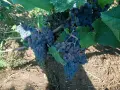 🍇 Широка Мелнишка🍇 , снимка 1