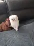 МНОГО,МНОГО СЛАДИЧКО БЕБЕНЦЕ, снимка 2