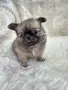 Чихуахуа момиченце, снимка 11