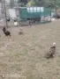 патки гъски петли кокошки, снимка 3