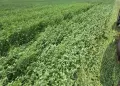 Рулонни бали люцерна,ливадно сено!, снимка 2