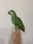 Ръчно хранена Венецуелска Амазна.., снимка 10