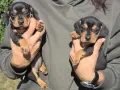 Дакелчета 2 момиченца, снимка 7