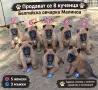 Белгийска Овчарка Малиноа, снимка 1