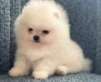 Померан babyface бели пухчета, снимка 4