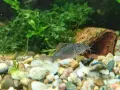 Сомче коридорас, зелен коридорас, brochis splendens, снимка 6