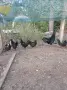 Аям  Кемани 5+1!!, снимка 2