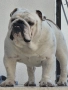Английски булдог, снимка 4