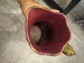 Стара Кана Майолика , снимка 1