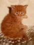 Сибирчета, сибирска котка, сибирски котенца, сибирско коте, хипоалергенни, червено момче, снимка 2