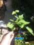 Мини джуджевидна - Саксийна Малина , Къпина и жълта Малина, снимка 8