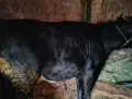 женско теле 11 месеца , снимка 1
