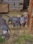 American Bully XL, снимка 2