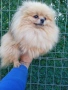 Женски померан , снимка 1