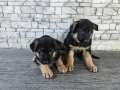 Немски овчарки , снимка 9