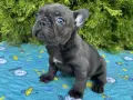 Френски Булдог / French Bulldog 
, снимка 14