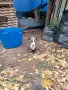 Американско Були / American Bully, снимка 1