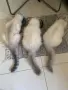 Шотлански котета, снимка 1